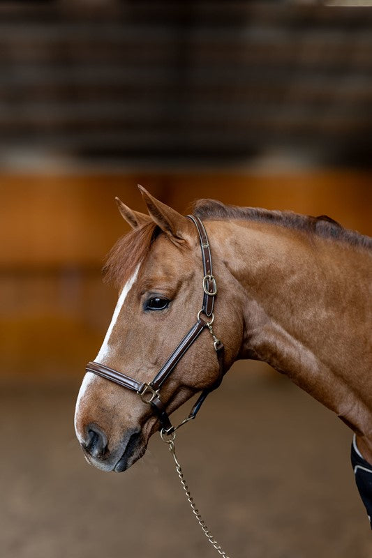 HFI Halfter little groom