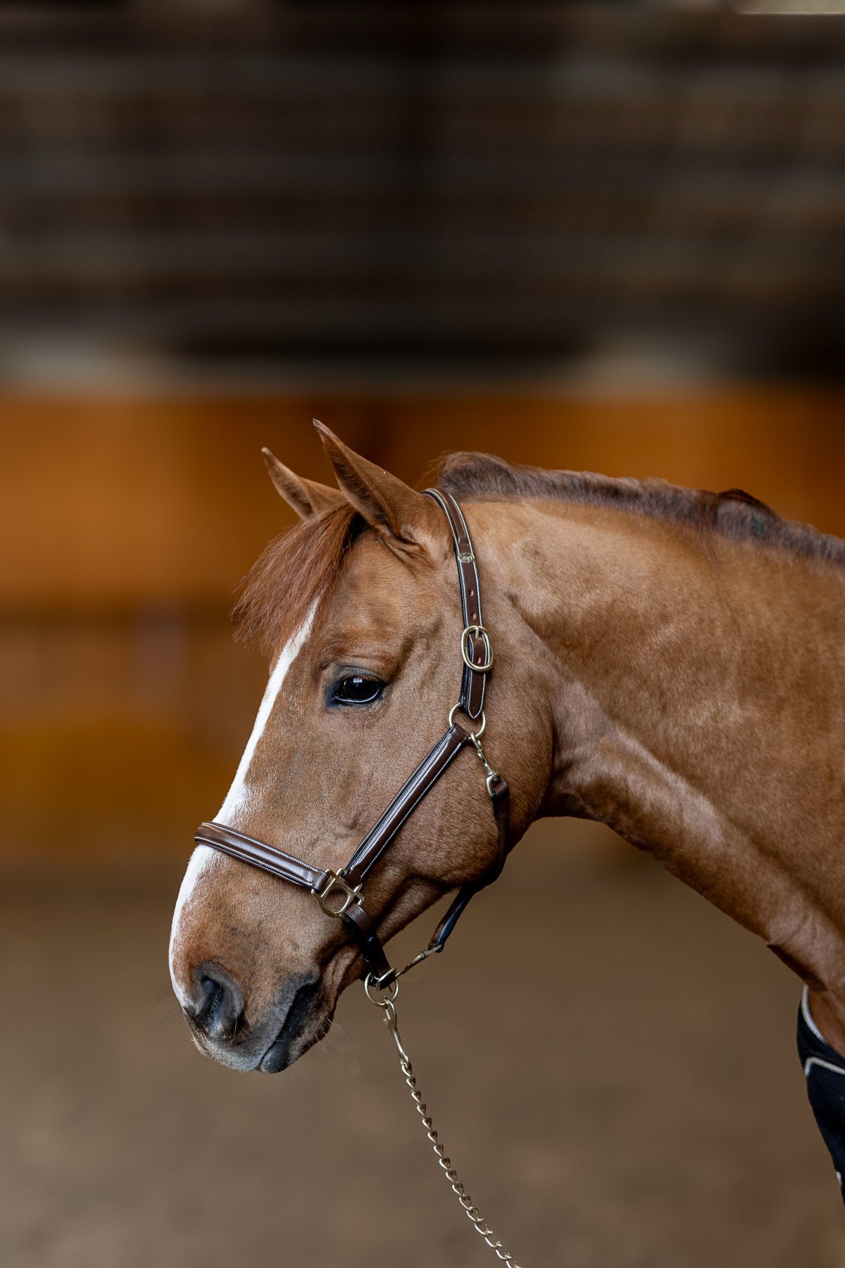 HFI Halfter little groom