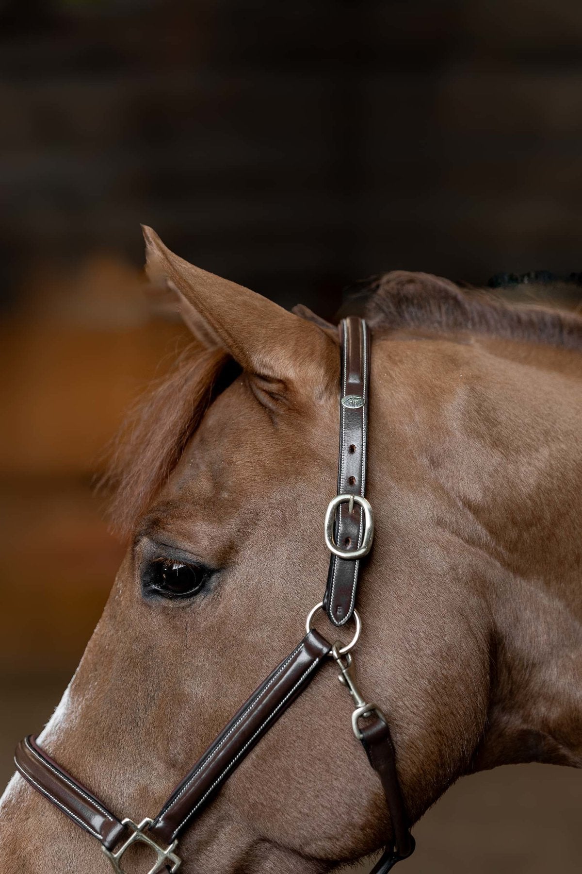 HFI Halfter little groom