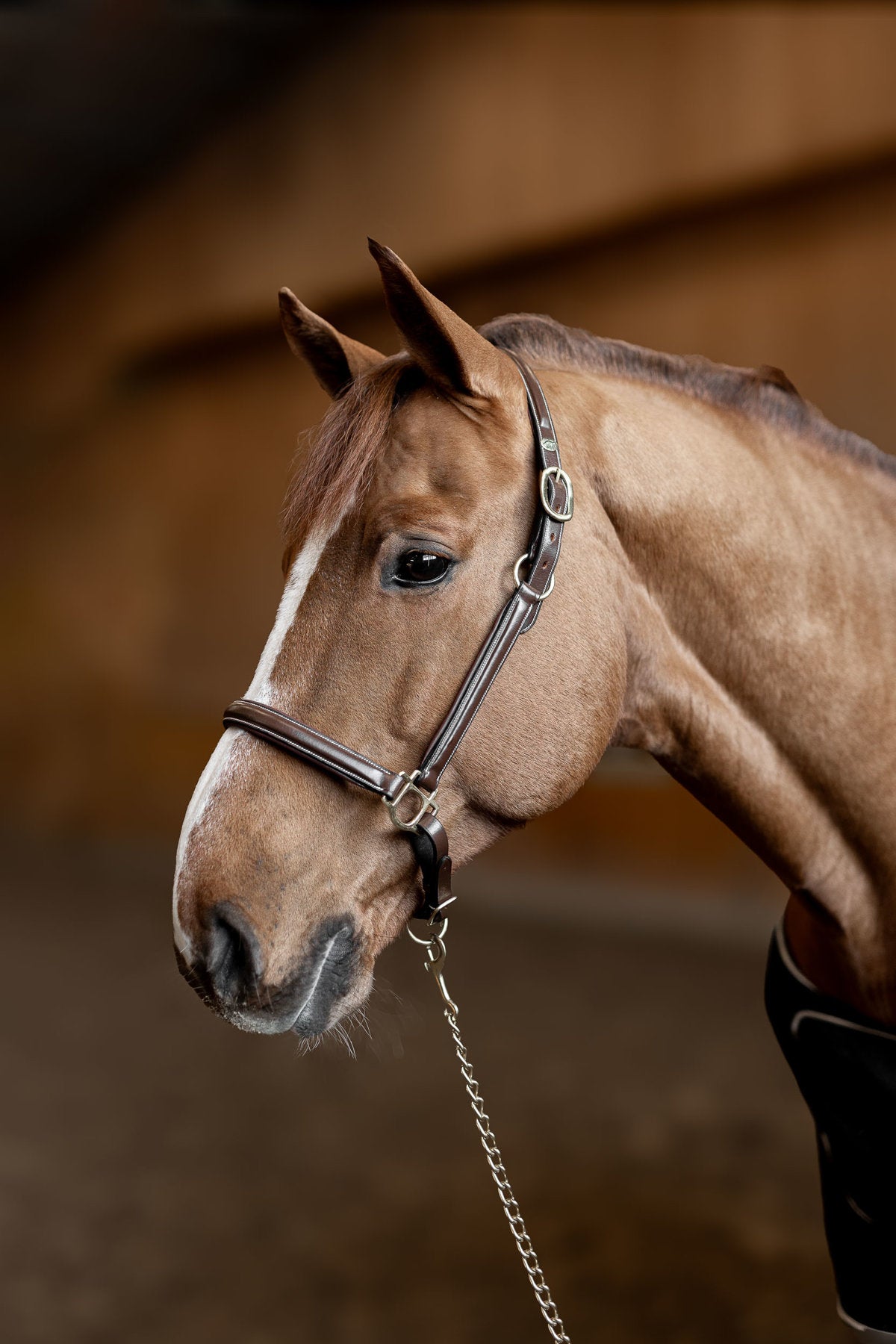 HFI Halfter little groom