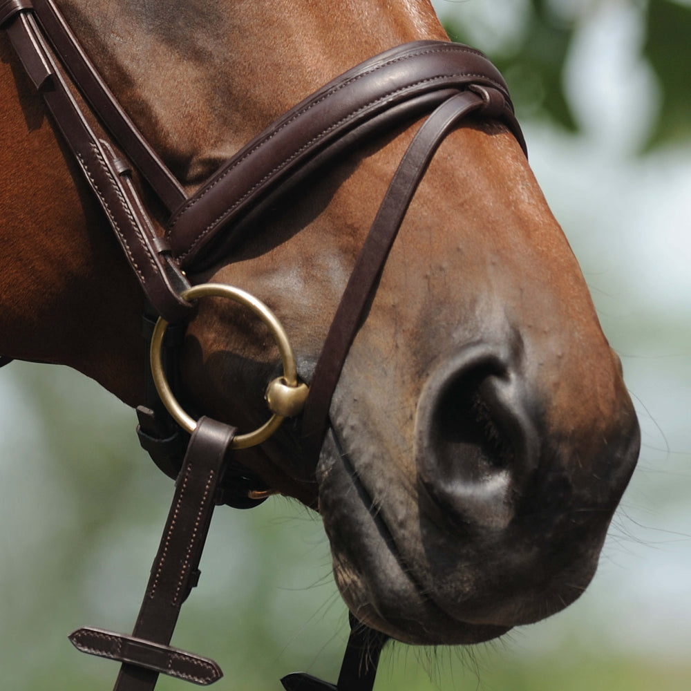 Passier anatomisch geformtes Reithalfter Spezial mit Sperrriemen