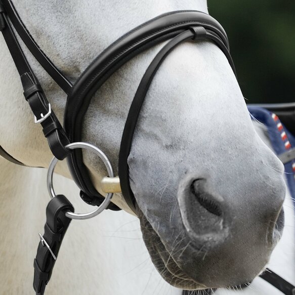 Passier exchangeable flash noseband