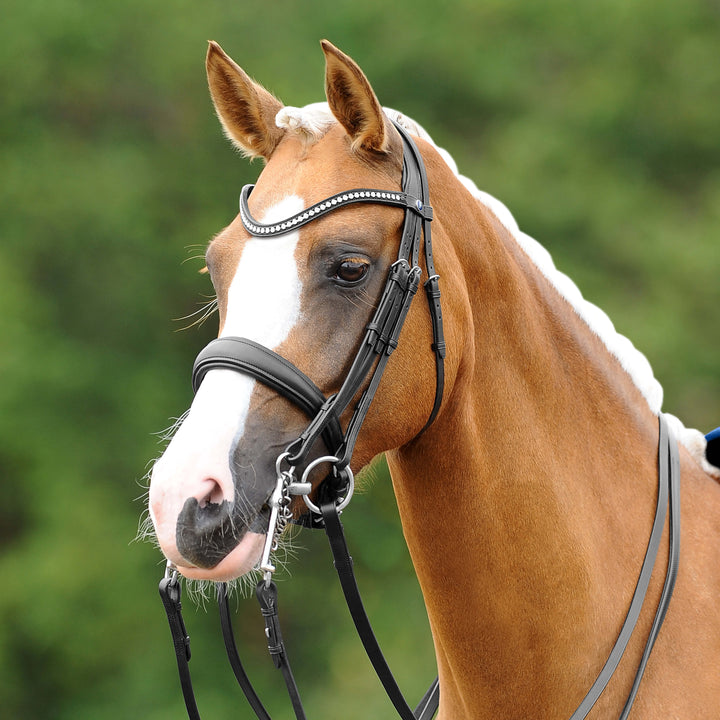 Passier Passierblu dream double bridle