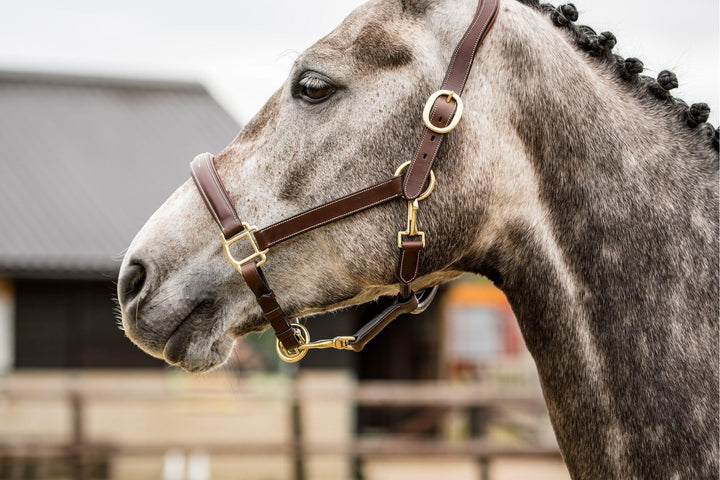 Trust Halfter San Miguel